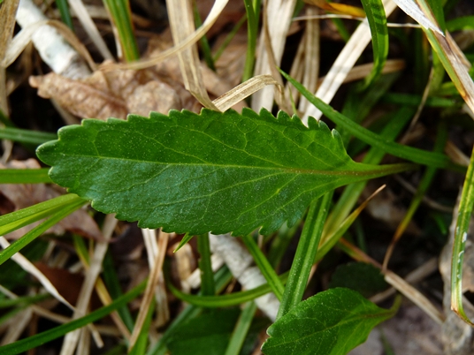 {Packera crawfordii}